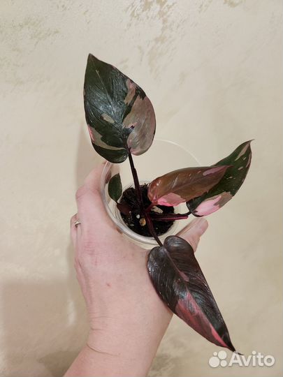 Филодендроны