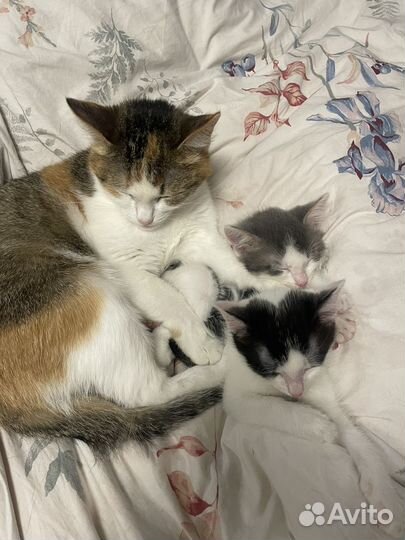 Котята в добрые руки
