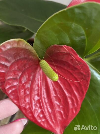 Антуриум Эдиссон