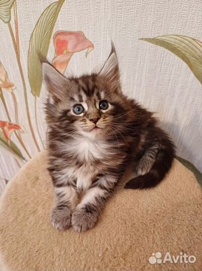 Котята мейн-кун