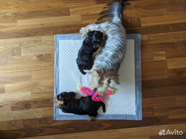 Щенок мальчик 2 мес хороший Йоркширский терьер