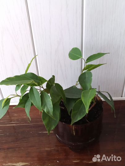 Фикус Бенджамина