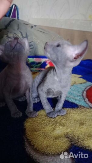 Донской сфинкс котята