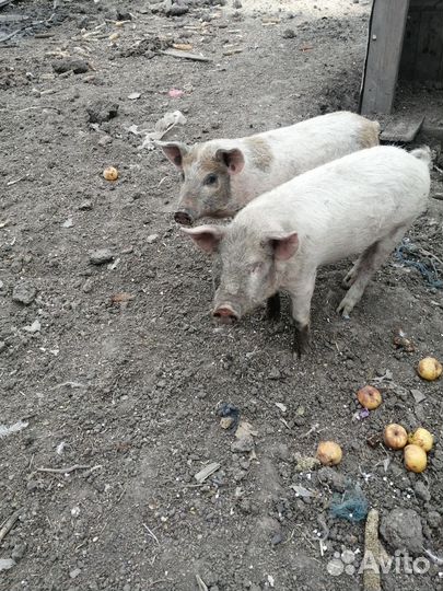 Поросята крупная белая