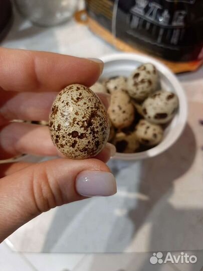 Яйца домашней птицы куриные, утиные, перепелиные