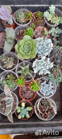 Кактусы и суккуленты