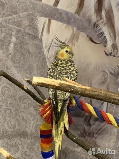 Попугайчики