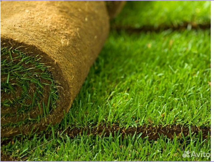 Рулонный газон с укладкой спортивный
