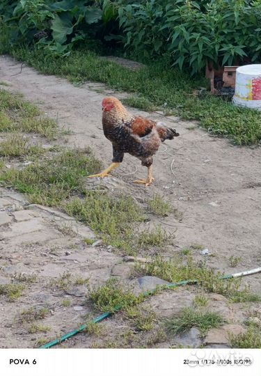 Молодые петухи