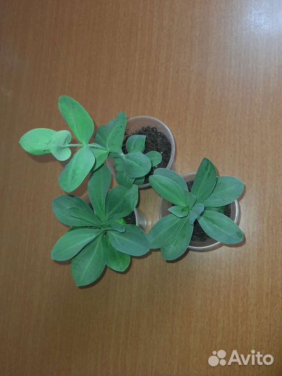 Эустома (лизиантус) рассада