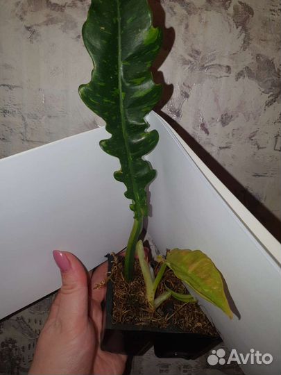 Филодендрон Golden crocodile, Ring of fire