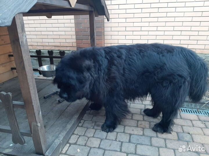 Ньюфаундленд