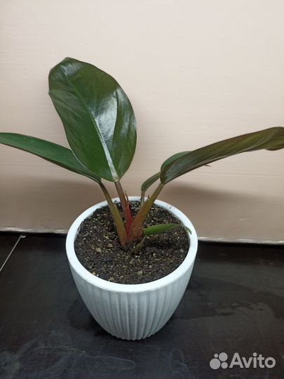 Филодендроны