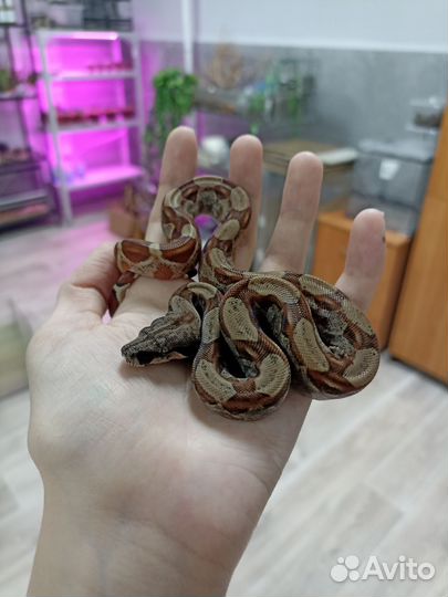 Императорские удавы