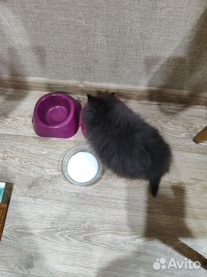 Отдам в добрые руки котенка