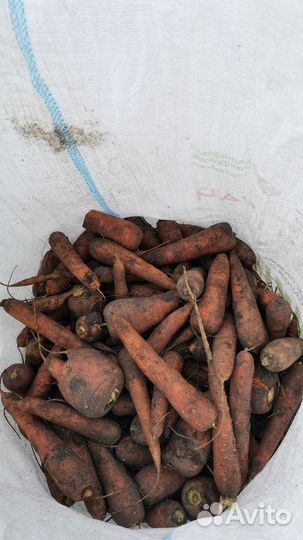 Продам морковь, морковь скотине лук