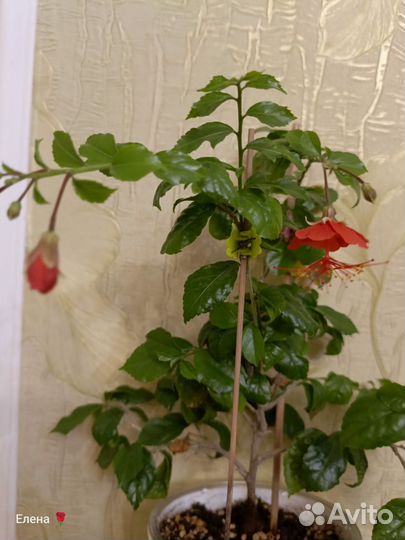 Гибискус гарденьери, китайский фонарик