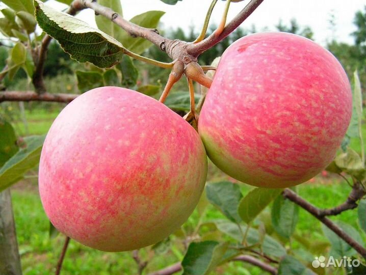 Саженцы яблони Конфетное