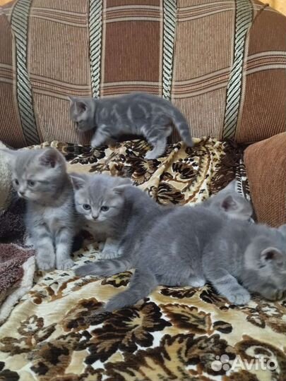 Британская
