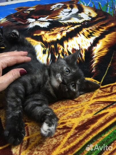 Котята в добрые руки бесплатно