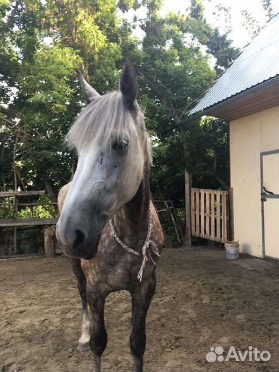 Конные прогулки