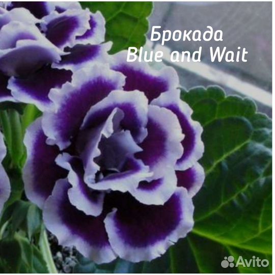 Глоксиния листья срез