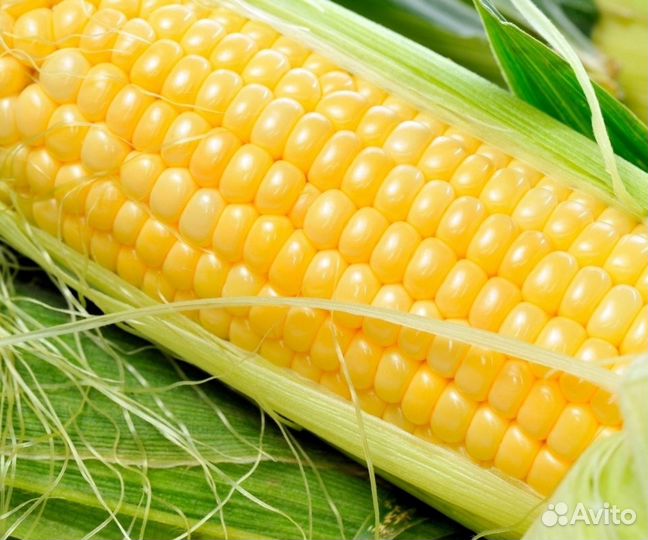 Сладкая кукуруза