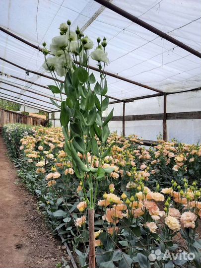 Цветы эустома