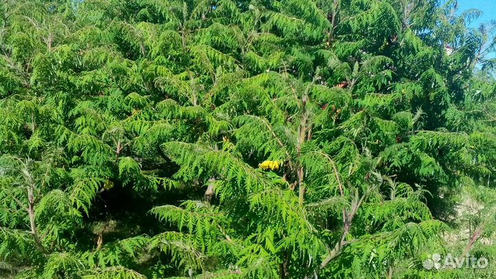 Сумах Оленерогий (северная пальма )