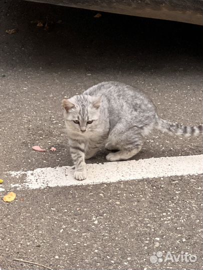 Кошечка в добрые руки