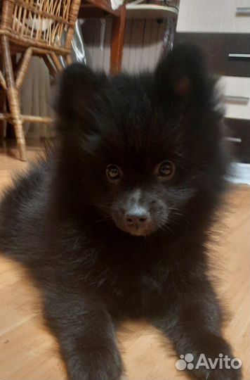 Немецкий шпиц