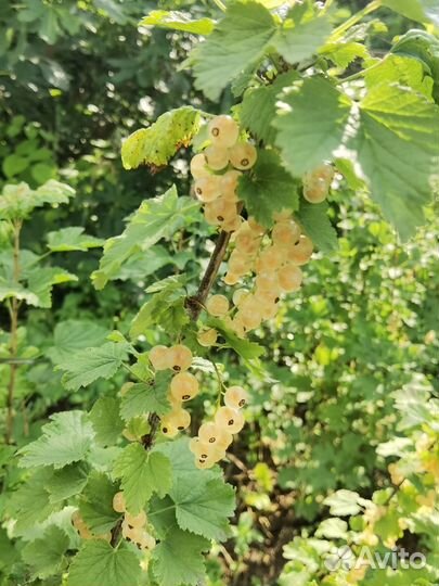 Саженцы белой смородины