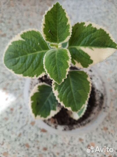 Комнатная мята