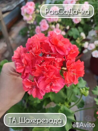 Пеларгония сортовая та Шахерезада