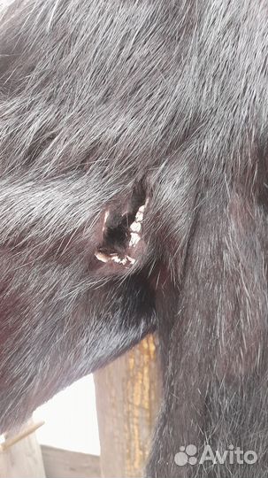 Шуба из нутрии с капюшоном