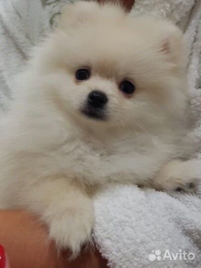 Вязка. Немецкий шпиц