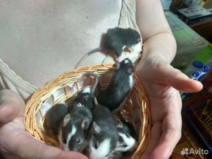 Крысята хаски дамбо и хаски стандарт