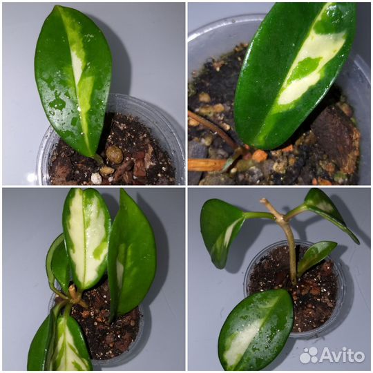 Хойя Санрайз/Вайети Триколор/Карноза Триколор