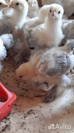 Цыплята порода Брама светлая Колумбийская