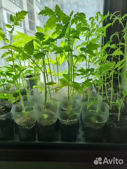 Рассада помидоров и перцев