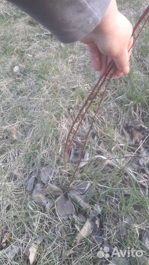 Саженцы абрикоса