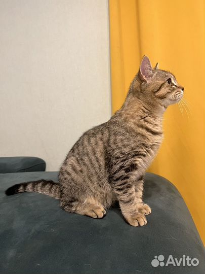 Котенок(5 мес)котик