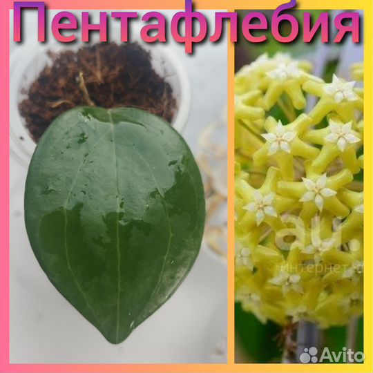 Хойя с фото