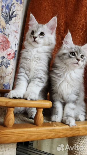 Котята мейн-кун