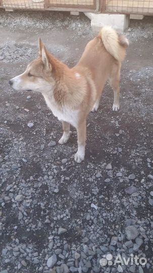 Западно сибирская лайка продам
