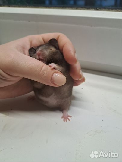 Сирийский хомяк малыш