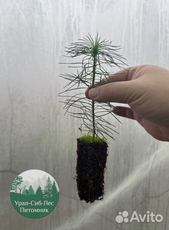 Сосна зкс окс сеянцы Ель Лиственница Голуб Горная