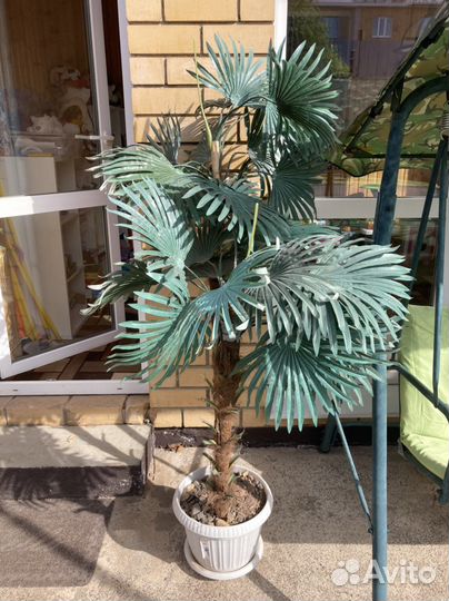 Искусственная пальма