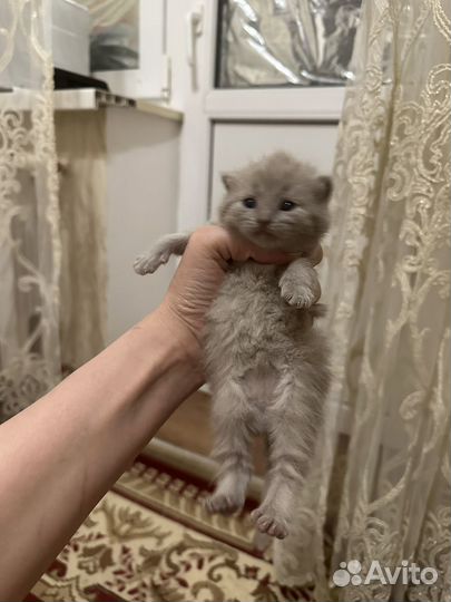 Британская