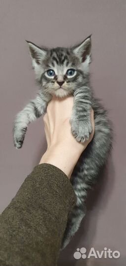 Мальчик мейн-кун